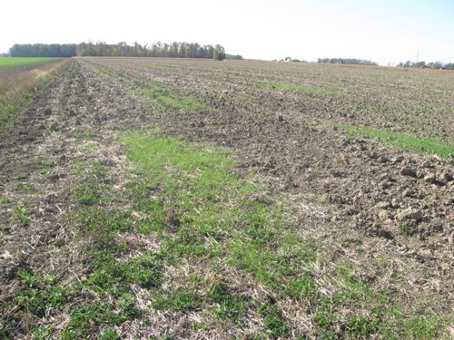 Property photo 3 - 60 Acres Productive Tillable Land